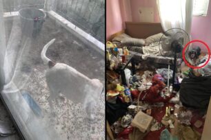 Ωραιόκαστρο Θεσσαλονίκης: Συνελήφθη άνδρας για κακοποίηση σκύλου – Αναζητείται ο αδερφός του που κακομεταχειριζόταν τα ζώα