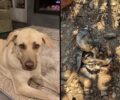 Ουρανούπολη Χαλκιδικής: Σκύλος βρήκε φρικτό θάνατο από φόλα με δηλητηριασμένα ψάρια σε αμπελώνα