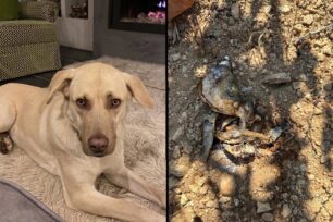 Ουρανούπολη Χαλκιδικής: Σκύλος βρήκε φρικτό θάνατο από φόλα με δηλητηριασμένα ψάρια σε αμπελώνα
