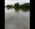 Παλαμάς Καρδίτσας: Γουρούνι κολυμπάει για να ξεφύγει από τα νερά που έχουν φτάσει τα 3 μέτρα (βίντεο)