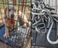 Παλλήνη Αττικής: Βρέθηκε σκύλος με ορειβατικό κλιπ γαντζωμένο στο πέος του (βίντεο)
