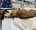 Πάτρα Αχαΐας: Σε κρίσιμη κατάσταση νοσηλεύεται σκύλος Τσιουάουα που «ζούσε» σκελετωμένος σε αυλή σπιτιού (βίντεο)