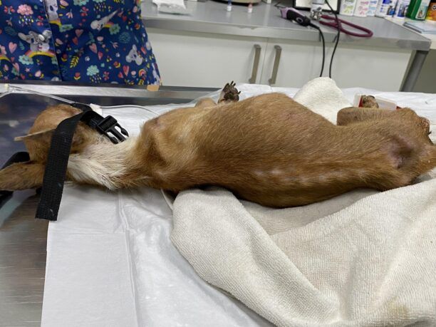 Πάτρα Αχαΐας: Σε κρίσιμη κατάσταση νοσηλεύεται σκύλος Τσιουάουα που «ζούσε» σκελετωμένος σε αυλή σπιτιού (βίντεο)