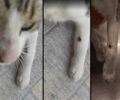 Πέραμα Αττικής: Βρέθηκε γάτα πυροβολημένη με αεροβόλο