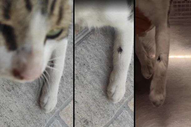 Πέραμα Αττικής: Βρέθηκε γάτα πυροβολημένη με αεροβόλο