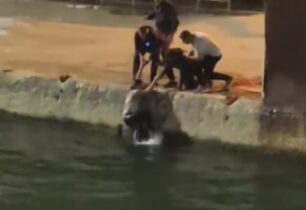 Πέραμα Αττικής: Γυναίκα έπεσε στη θάλασσα και έσωσε γατάκι (βίντεο)