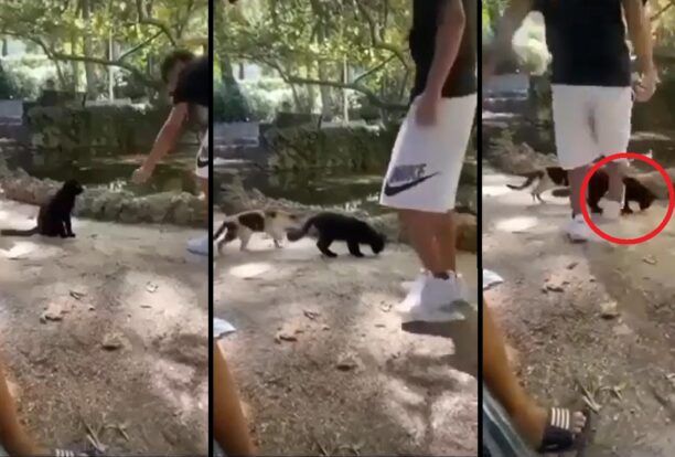 Ρόδος: Ανήλικο αγόρι κλωτσάει γάτα την πετάει σε λίμνη και δημοσιεύει το βίντεο στo instagram
