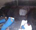 Έκκληση για έξοδα περίθαλψης σκύλου που βρέθηκε πυροβολημένος με σπασμένο πόδι στο Στρυμονικό Σερρών