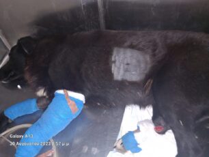 Έκκληση για έξοδα περίθαλψης σκύλου που βρέθηκε πυροβολημένος με σπασμένο πόδι στο Στρυμονικό Σερρών