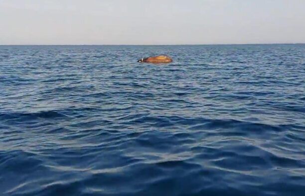 Ψαράδες βρήκαν πτώμα αγελάδας να επιπλέει στον Θερμαϊκό κόλπο έξω από το Αγγελοχώρι Θεσσαλονίκης (βίντεο)