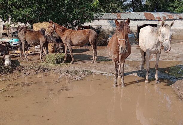 Καραβόπορος Λάρισας: Βρήκε πνιγμένα 9 άλογα, γαϊδούρια και μουλάρια