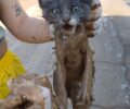 Βλοχός Καρδίτσας: Έκκληση για φιλοξενίες ζώων που σώθηκαν από τον βούρκο και τις λάσπες (βίντεο)