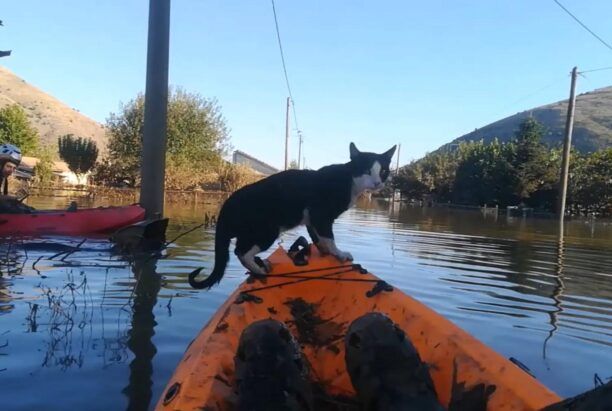 Συγκλονιστικές εικόνες με ζώα που κολυμπώντας ψάχνουν τροφή και σωτηρία κατέγραψε ο Ορειβατικός Σύλλογος Καρδίτσας (βίντεο)
