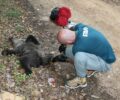 Ξινό Νερό Φλώρινας: Ακόμα ένας κυνηγός πυροβόλησε και σκότωσε αρκουδάκι
