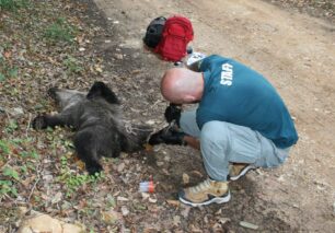 Ξινό Νερό Φλώρινας: Ακόμα ένας κυνηγός πυροβόλησε και σκότωσε αρκουδάκι