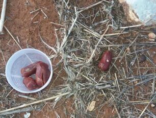 Χανιά: Λουκάνικα φόλες  βρήκε ο εκπαιδευμένος σκύλος στο Ακρωτήρι