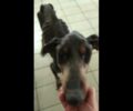 Αμάρυνθος Εύβοιας: Υιοθέτησε άρρωστο σκύλο για να τον γλυτώσει από την ευθανασία – Ζητάει βοήθεια για τη φροντίδα του (βίντεο)