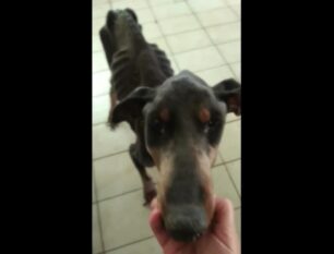 Αμάρυνθος Εύβοιας: Υιοθέτησε άρρωστο σκύλο για να τον γλυτώσει από την ευθανασία – Ζητάει βοήθεια για τη φροντίδα του (βίντεο)