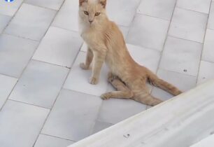 Ανάβυσσος Αττικής: Έκκληση για τη φροντίδα παράλυτης γάτας (βίντεο)
