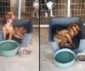 Άρτα: Άφησαν παράλυτο σκύλο χωρίς περίθαλψη να πεθάνει αβοήθητος στο Δημοτικό Κυνοκομείο (βίντεο)