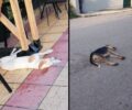Αθίκια Κορινθίας: Με φόλες δολοφόνησε σκυλιά και γάτες