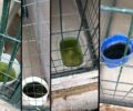 Σάπιο νερό για τα έγκλειστα σκυλιά στο Δημοτικό Κυνοκομείο Λάρισας