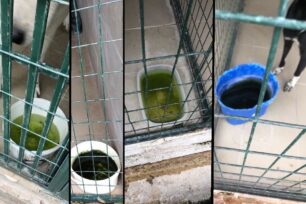 Σάπιο νερό για τα έγκλειστα σκυλιά στο Δημοτικό Κυνοκομείο Λάρισας
