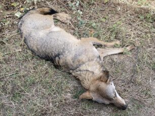 Και πυροβολημένος από κυνηγό λύκος που βρέθηκε τραυματισμένος στη Δοϊράνη Πέλλας (βίντεο)