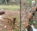 Έλος Χανίων: Εξαφάνισε τον σκελετωμένο σκύλο και τα τρία κουτάβια που κακοποιεί