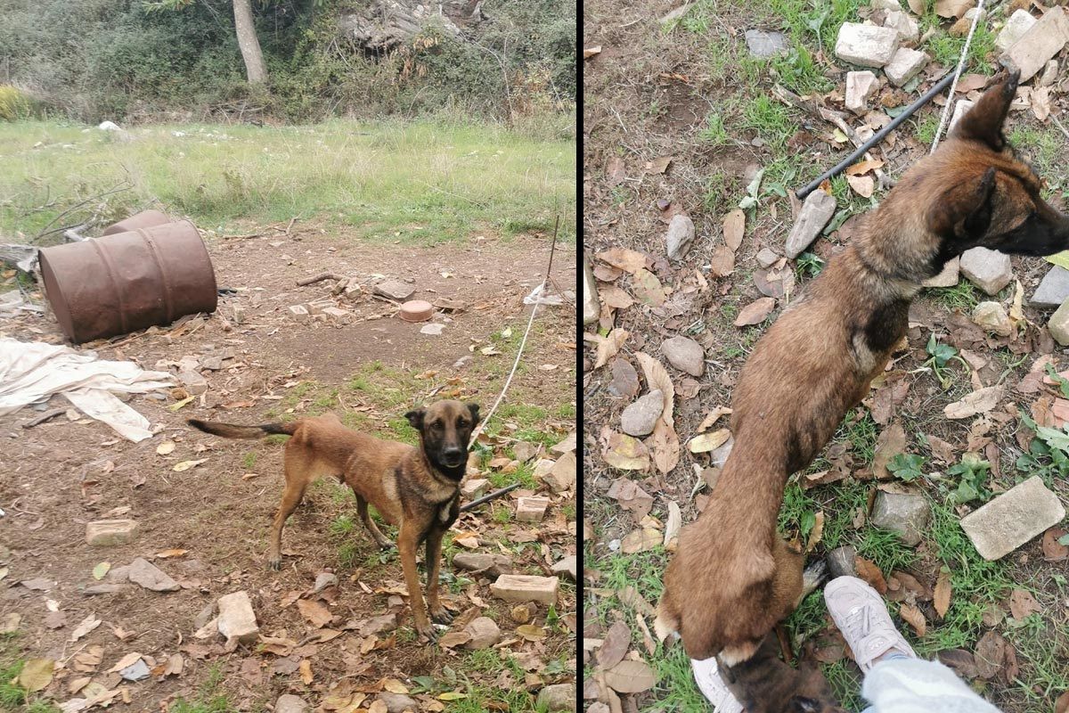 Έλος Χανίων: Εξαφάνισε τον σκελετωμένο σκύλο και τα τρία κουτάβια που κακοποιεί