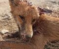 Παλεύουν να σώσουν τραυματισμένη αλεπού που βρέθηκε στο Φίλυρο Θεσσαλονίκης (βίντεο)