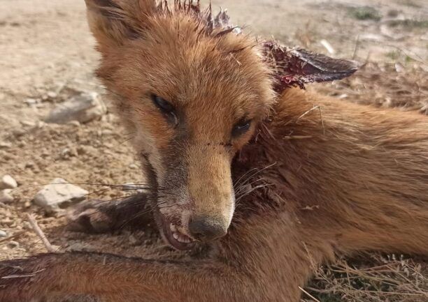 Παλεύουν να σώσουν τραυματισμένη αλεπού που βρέθηκε στο Φίλυρο Θεσσαλονίκης (βίντεο)