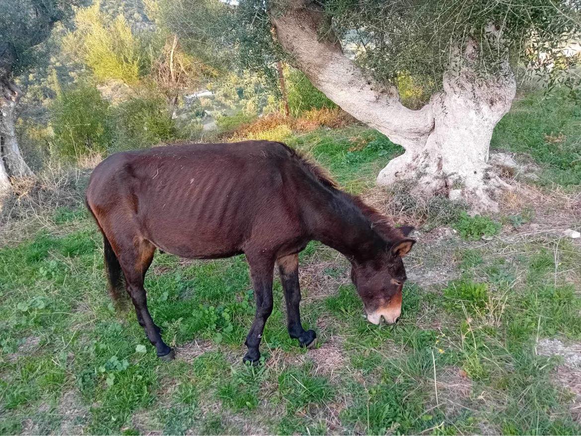 Αναζητούν τον σκελετωμένο γάιδαρο που περιφερόταν στη Δάφνη Αιτωλοακαρνανίας