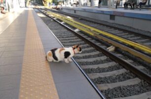 Υιοθέτησε τη γάτα που για χρόνια ήταν η μασκότ στον σταθμό του Η.Σ.Α.Π. στο Ηράκλειο Αττικής (βίντεο)