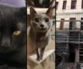 Ηράκλειο Κρήτης: Ζωντανές μέσα στο σφραγισμένο κτίριο του Πανεπιστημίου βρέθηκαν δύο γάτες 2 μήνες μετά (βίντεο)