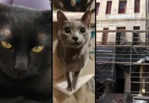 Ηράκλειο Κρήτης: Ζωντανές μέσα στο σφραγισμένο κτίριο του Πανεπιστημίου βρέθηκαν δύο γάτες 2 μήνες μετά (βίντεο)