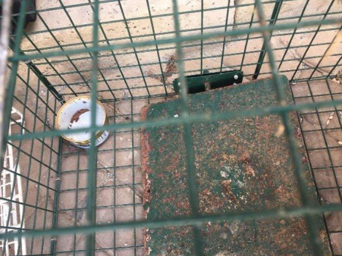Γιατί ο πρύτανης του Πανεπιστημίου Κρήτης αδιαφορεί για τις γάτες που κινδυνεύουν στο σφραγισμένο κτίριο; 4 IrakleioKritisKatalipsiEvagelismouGates10 2023 5