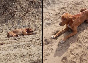Ιτέα Έβρου: Έκκληση για τον σκελετωμένο σκύλο