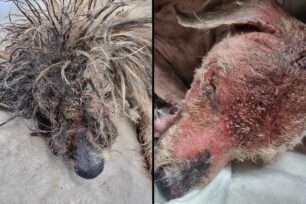 Κερατσίνι Αττικής: Βρήκε σκύλο να κείτεται στον δρόμο από τη σήψη – Τον έτρωγαν ζωντανό τα σκουλήκια  (βίντεο)