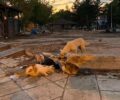 Καρδίτσα: Δραματική έκκληση για χώρο φιλοξενίας και σίτιση σκυλιών/γατιών στα πλημμυρισμένα χωριά  (βίντεο)