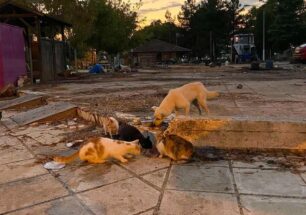 Καρδίτσα: Δραματική έκκληση για χώρο φιλοξενίας και σίτιση σκυλιών/γατιών στα πλημμυρισμένα χωριά  (βίντεο)