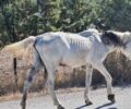 Λέσβος: Επείγουσα έκκληση για τη φιλοξενία του άρρωστου και κακοποιημένου αλόγου (βίντεο)