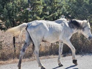 Λέσβος: Έγινε ευθανασία στο σκελετωμένο και γεμάτο καρκίνο άλογο (βίντεο)