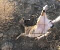 Λήμνος: Έσωσαν ελάφι που παγιδεύτηκε σε συρμάτινη περίφραξη
