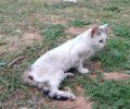 Μαγούλα Αττικής: Έκκληση για παράλυτη γάτα χτυπημένη από όχημα (βίντεο)