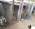 Μενίδι Αττικής: Εξαφάνισε τα σκυλιά από παράνομο εκτροφείο λίγο πριν κατασχεθούν (βίντεο)