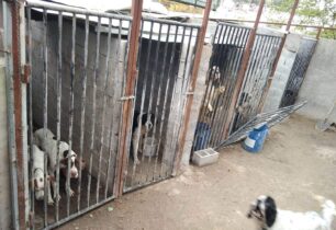 Μενίδι Αττικής: Εξαφάνισε τα σκυλιά από παράνομο εκτροφείο λίγο πριν κατασχεθούν