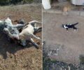 Μπεράτι Θεσπρωτίας: Έριξε φόλες σε ιδιωτικό χώρο και δολοφόνησε 4 σκυλιά και μια γάτα