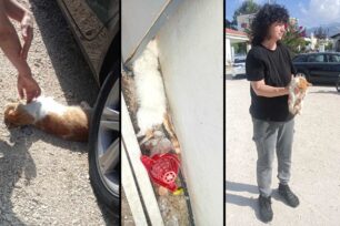 Πάτρα Αχαΐας: Δεκάδες γάτες δολοφονημένες με φόλες στα Μποζαΐτικα (βίντεο)
