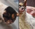 Παλεύουν να σώσουν γάτα που βρέθηκε με παραμορφωμένο κεφάλι στη Νάουσα Ημαθίας (βίντεο)